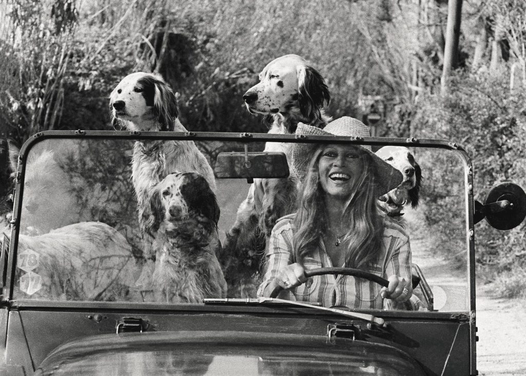 Brigitte bardot laughing in the car full of dogs